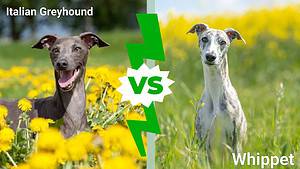 Italian Greyhound vs Whippet: 3 Key Differences Picture