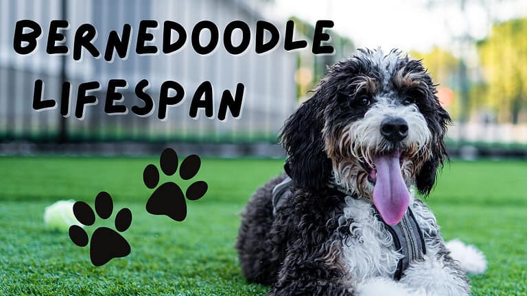 bernedoodle lifespan