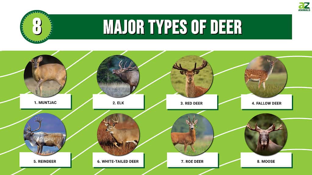 8 Major Types of Deer
