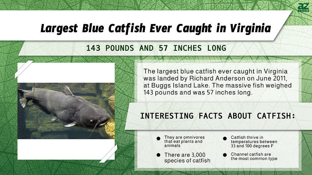 The Largest Blue Catfish Ever Caught in Virginia
