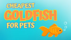 15 Cheapest Goldfish To Keep as Pets Picture