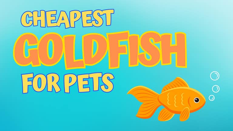 cheapest goldfish