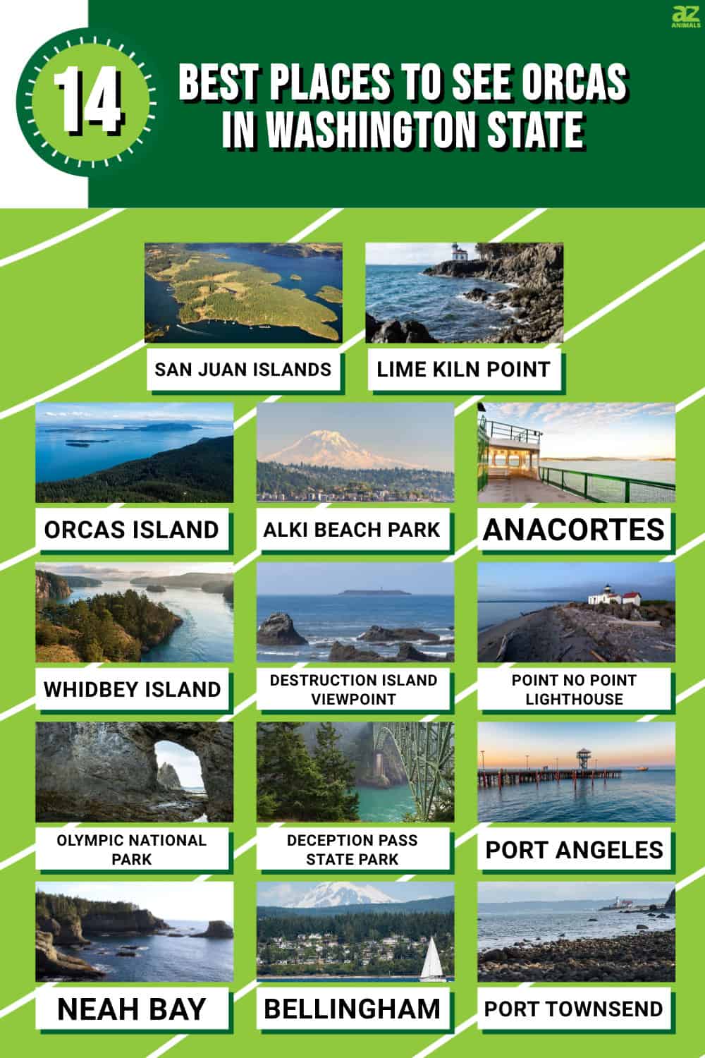 The Top 14 Best Places to See Orcas in Washington State AZ Animals