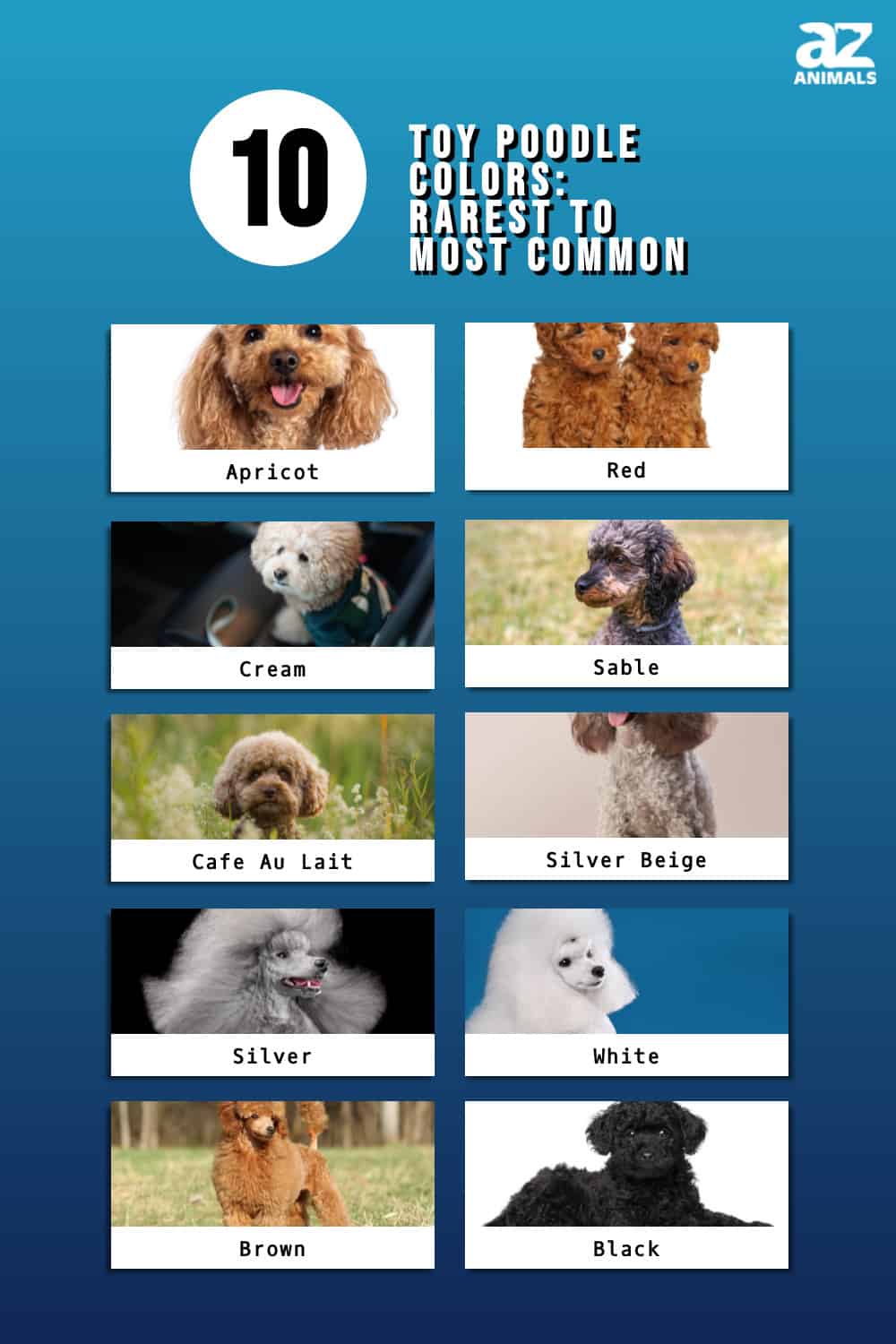 Toy Poodle Colors Rarest to Most Common AZ Animals