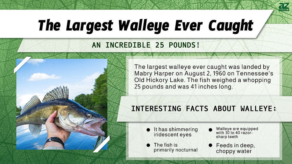 The Largest Walleye Ever Caught