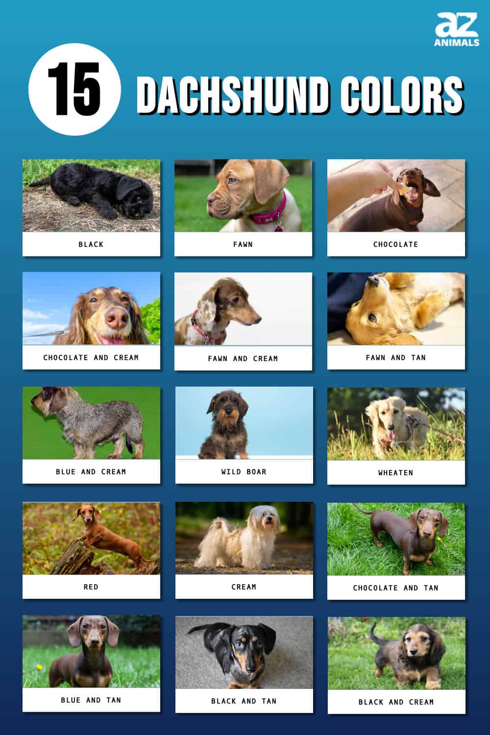 15 Dachshund Colors: The Rarest and the Most Common - A-Z Animals