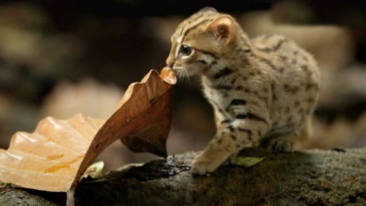 Watch One of the World’s Smallest Wild Cats Explore Its Forest Home