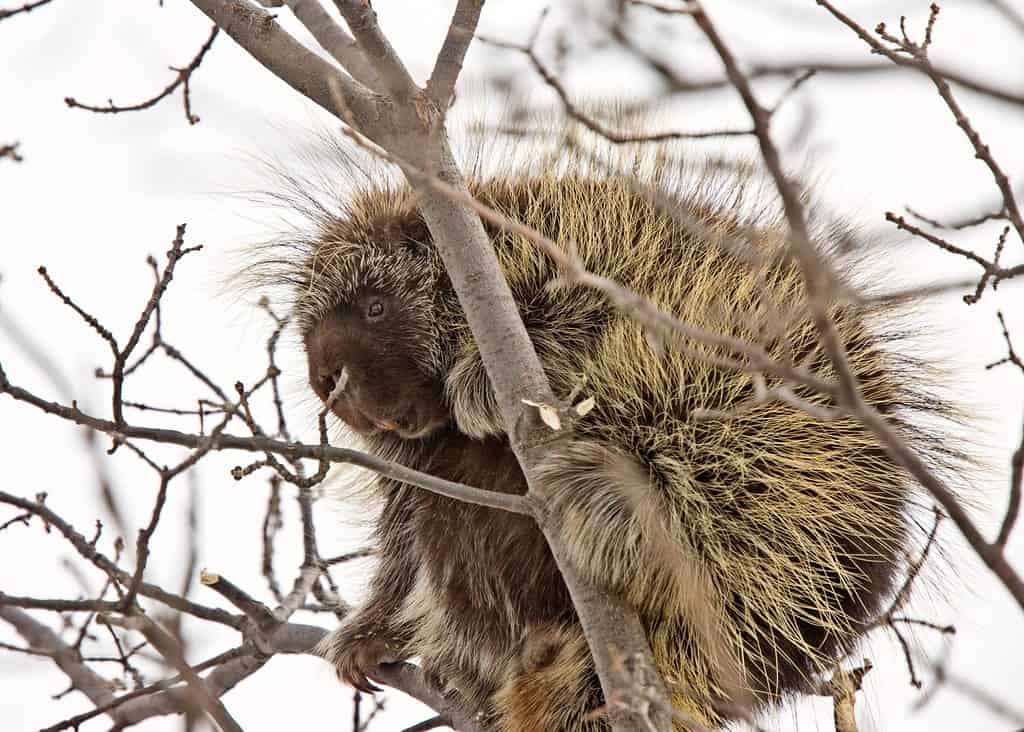 Discover 5 Animals That Eat Tree Bark - A-Z Animals