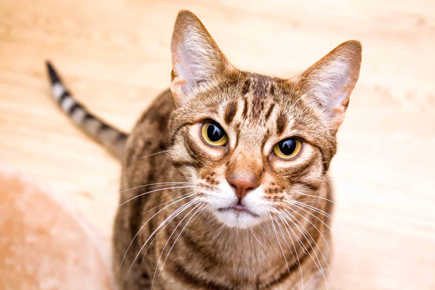 Ocicat adult cat lookin in lens