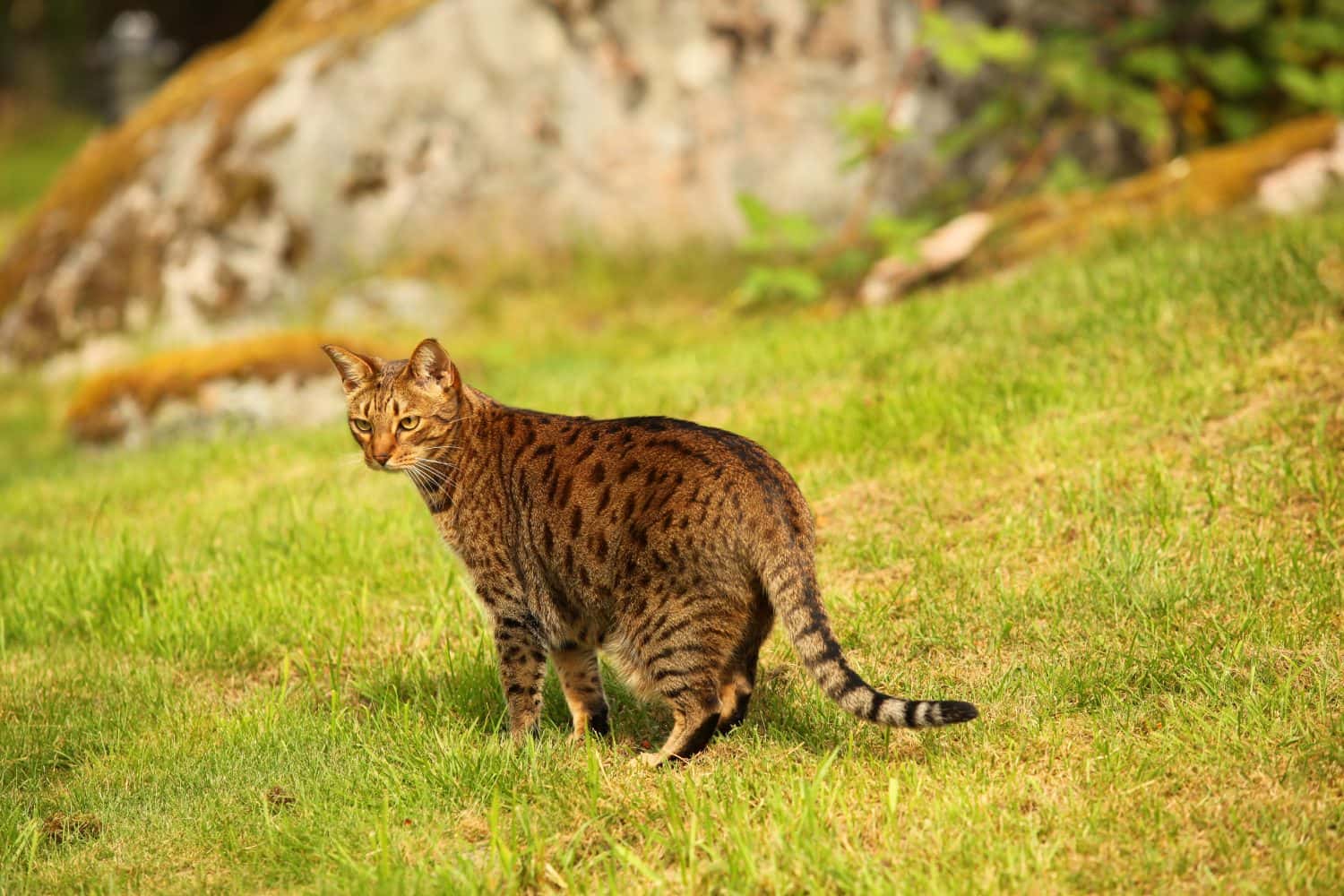 animals outdoors - beautiful brown and black stripped and spotted ocicat cat standing on a green grass in a garden with big rock in the background on a sunny day in Europe