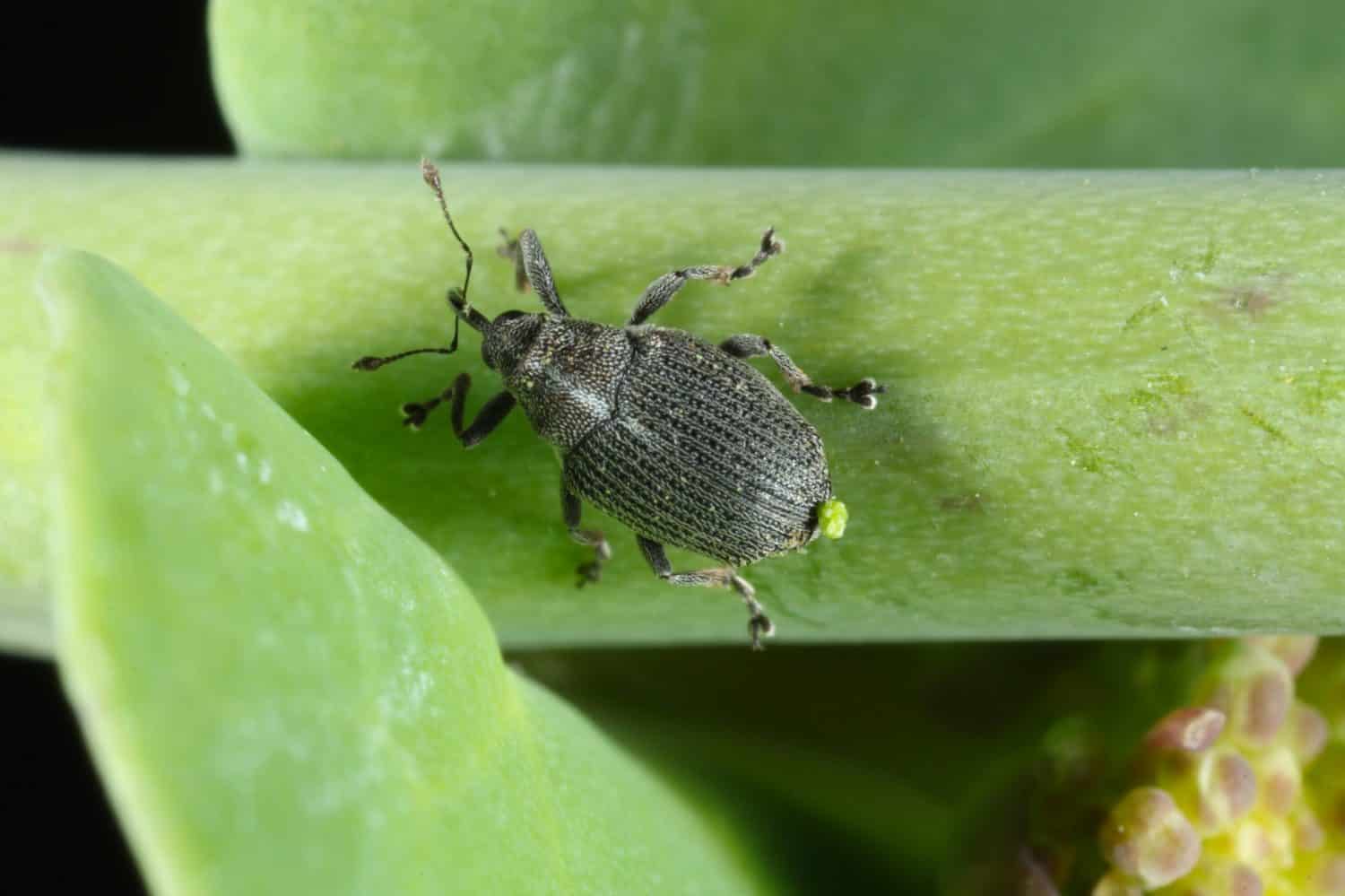 The cabbage seed pod weevil, Ceutorhynchus obstrictus (formerly called assimilis) is beetle from family Curculionidae. This is pest of oilseed rape (canola) plants.