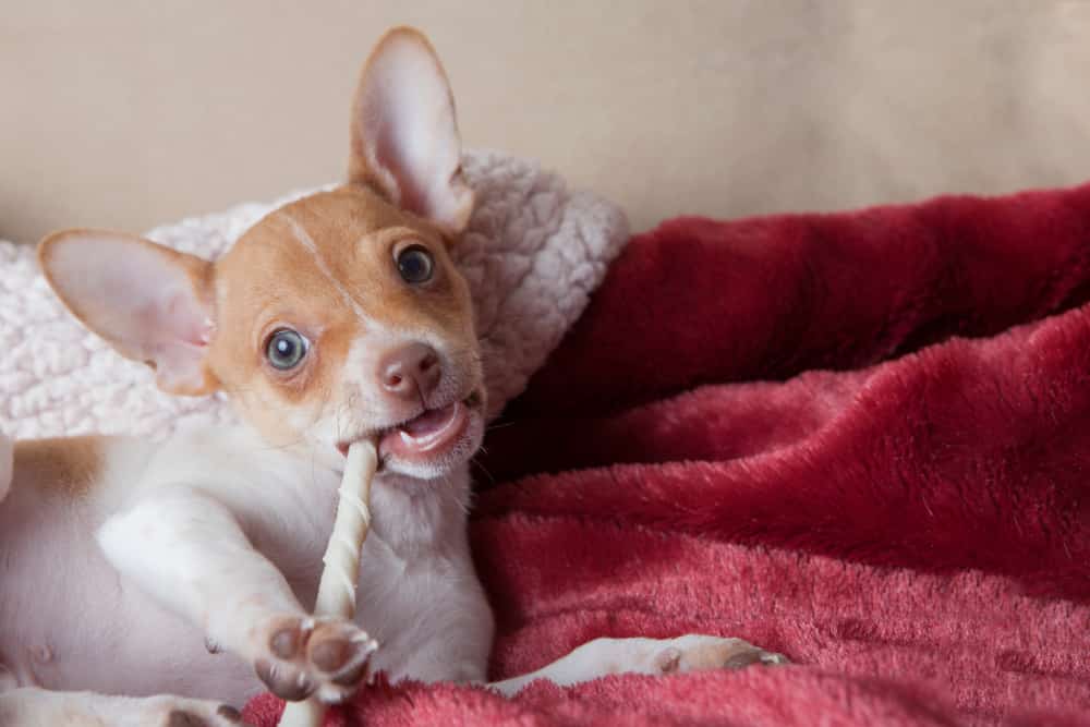 Cute little rat terrier puppy on red blanket with rawhide chew