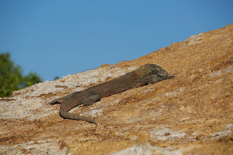 Baby Komodo dragon