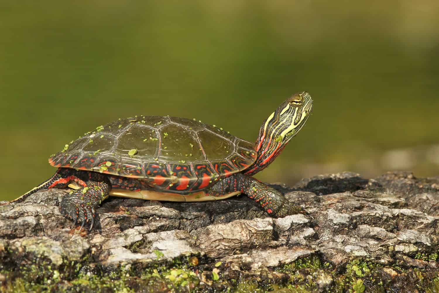 Midland Painted Turtle (Chrysemys picta marginata) Basking on a Log - Old Ausable Channel, Pinery Provincial Park, Ontario, Canada