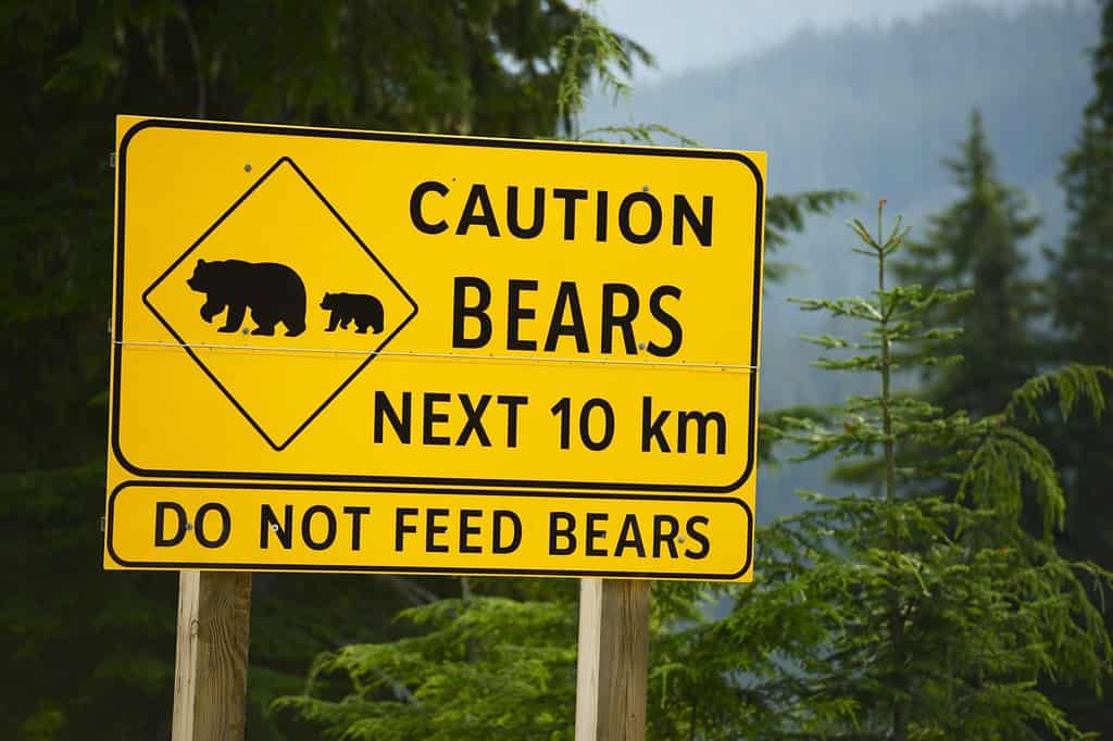 Caution Bears Next 10km - Do Not Feed Bears. Road Side Yellow Sign in British Columbia, Canada.