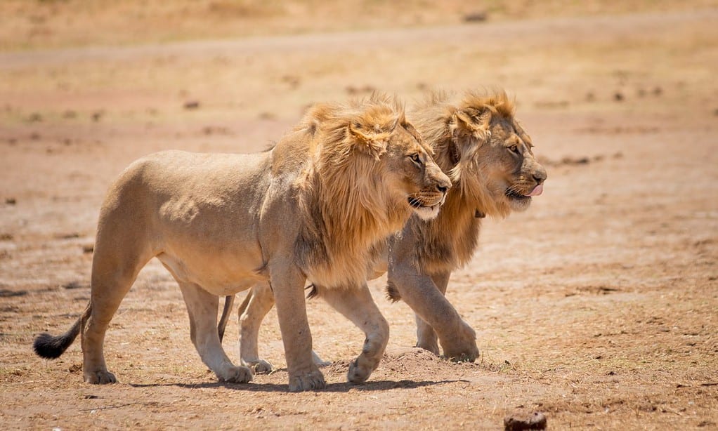 African Lion Brothers
