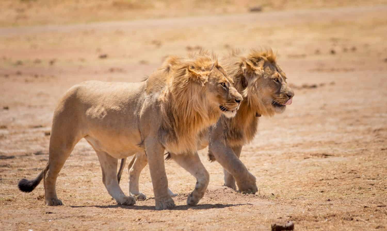 African Lion Brothers