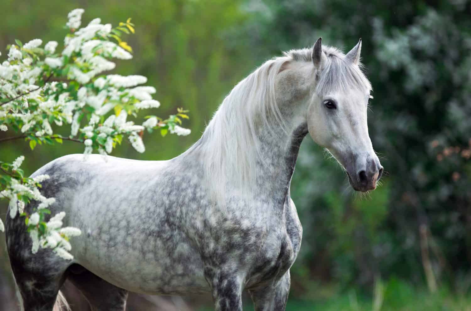 portrait of a white gray horse in summer in green leaves with white flowers