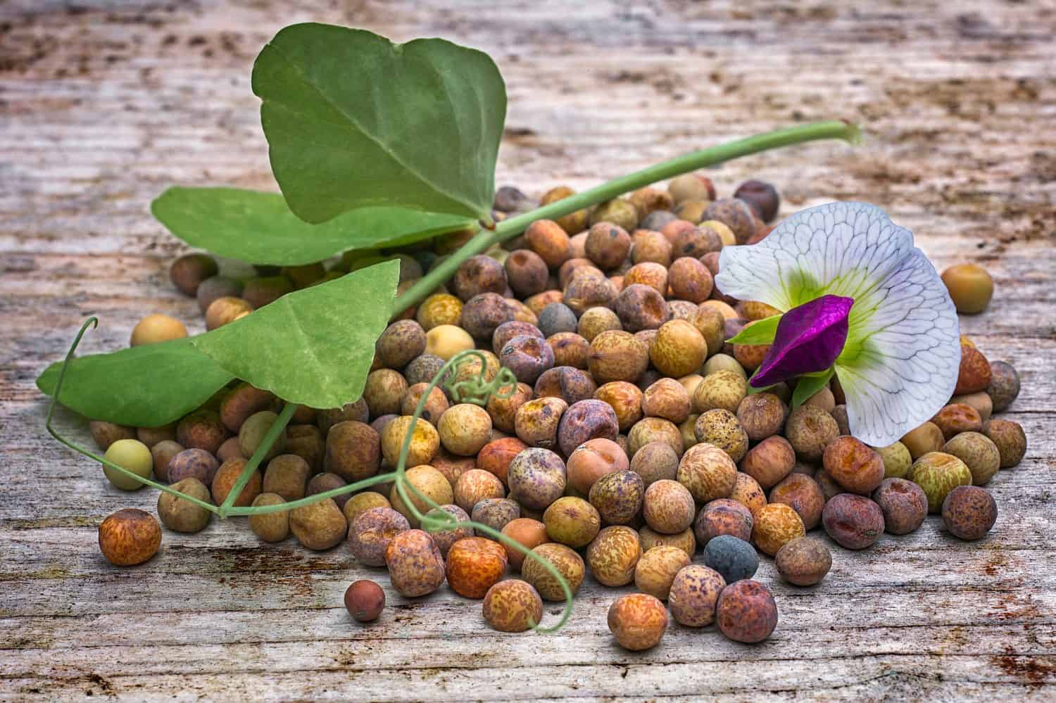 Roveja beans (Pisum sativum var. arvense), also known as robiglio or austrian winter pea, is a Mediterranean pea dried grown in Italy and the Netherlands.