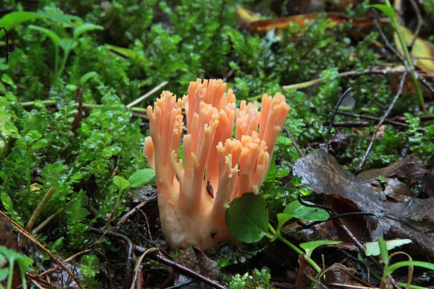 Ramaria formosa - salmon coral in a coniferous forest. Very rare and beautiful mushroom.