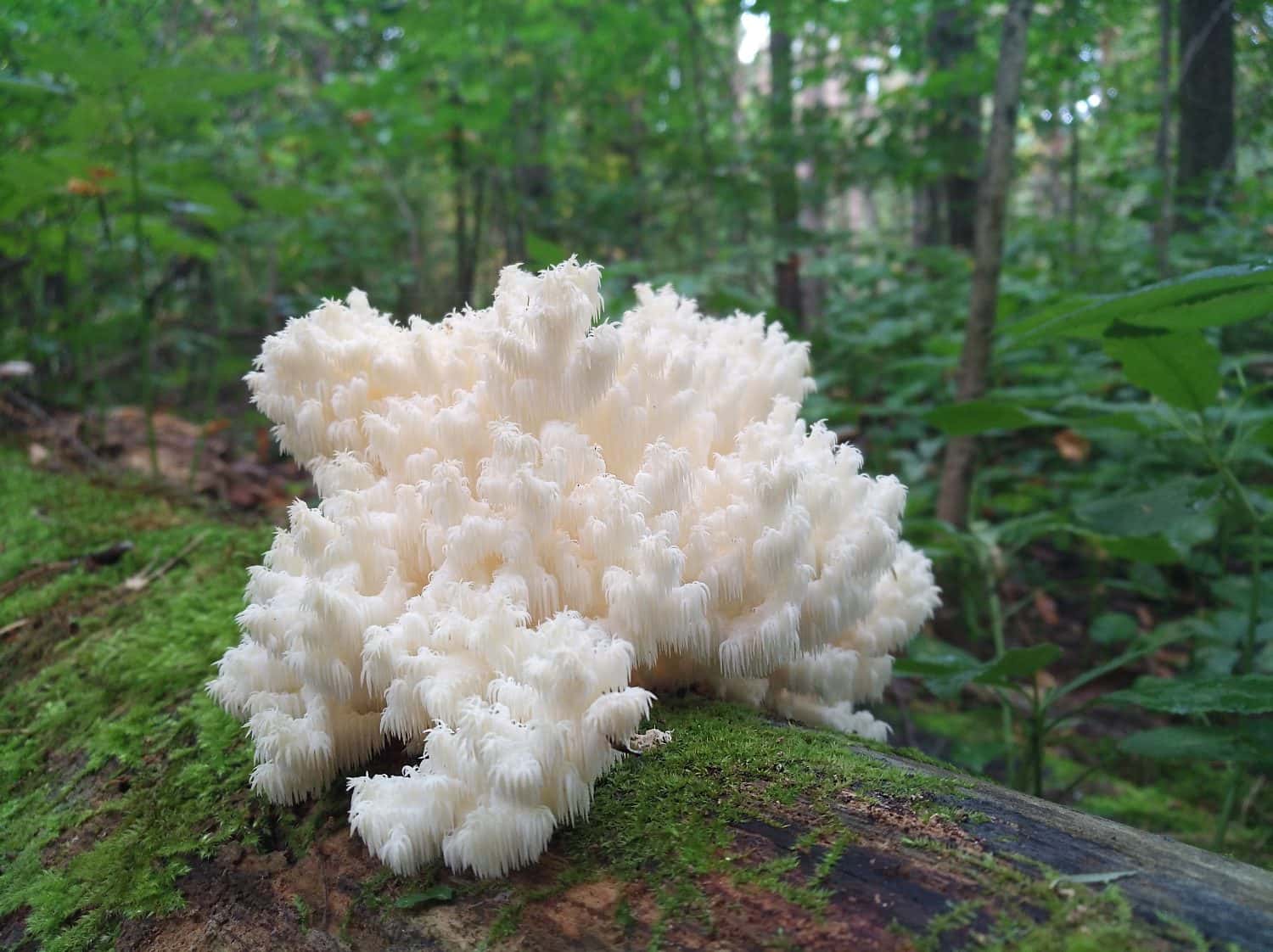 The coral fungus grows on the old stump among the moss. A secluded corner of a deciduous forest.