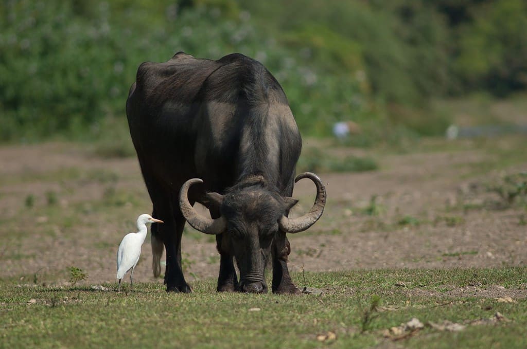 Water buffalo (Bubalus bubalis) grazing and cattle egret (Bubulcus ibis). Hiran river. Sasan. Gir Sanctuary. Gujarat. India.