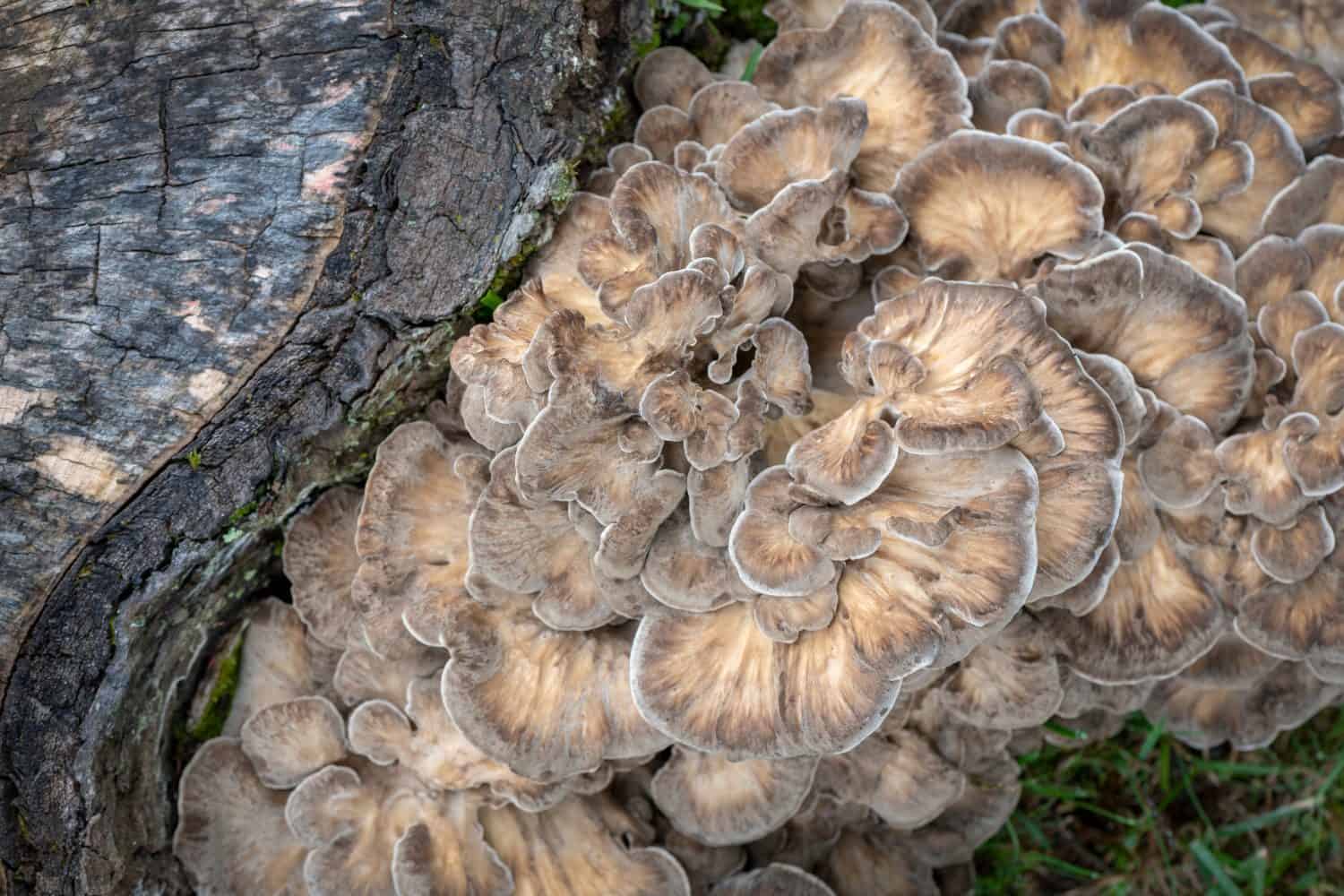 Maitake Mushroom Close-up 