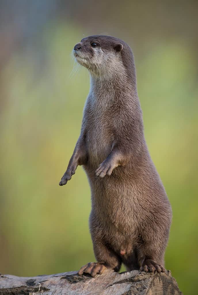 Asian Short Clawed Otter standing