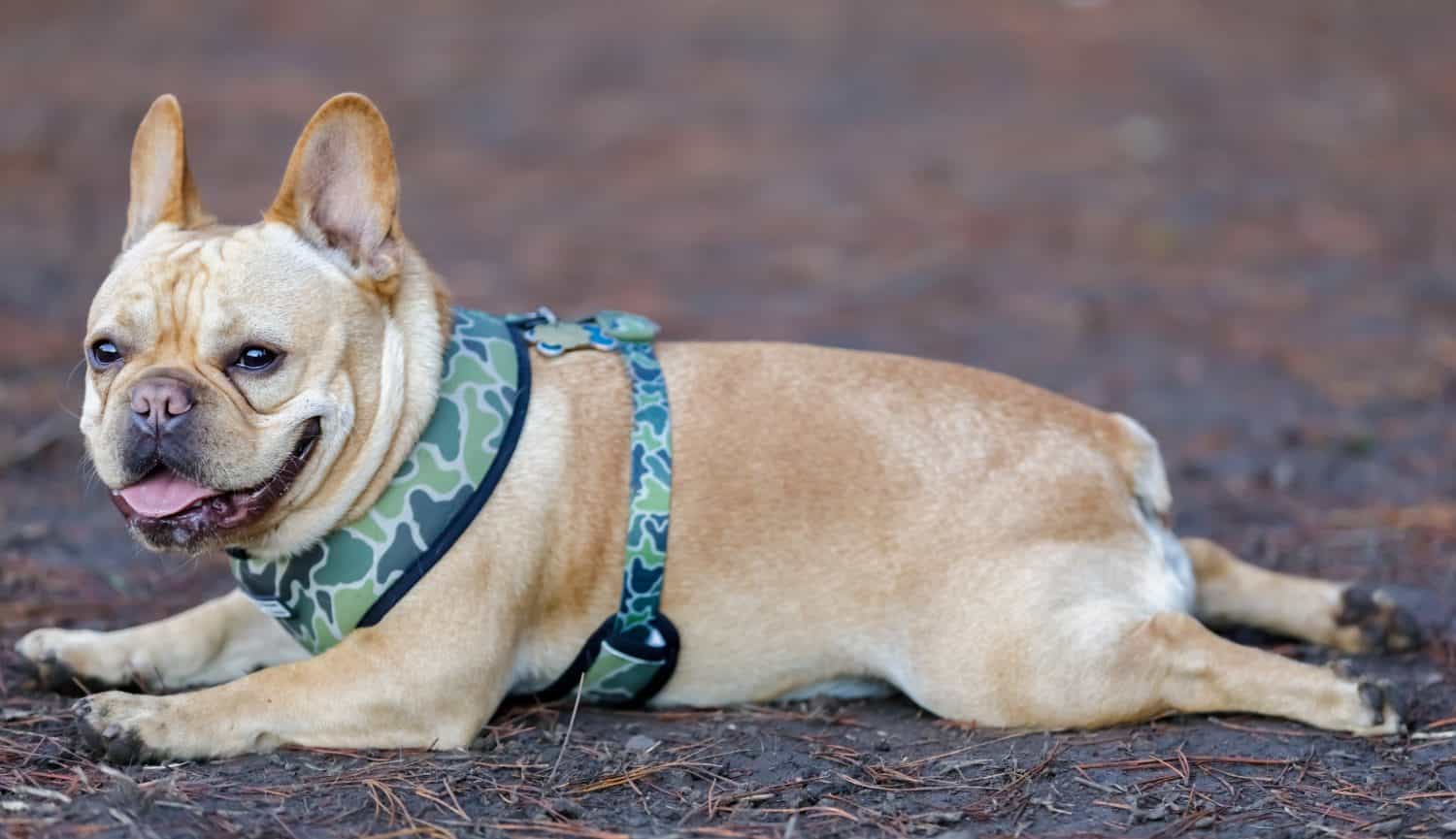 Young Male Frenchie resting with sploot posture to cool down. Off-leash dog park in Northern California.