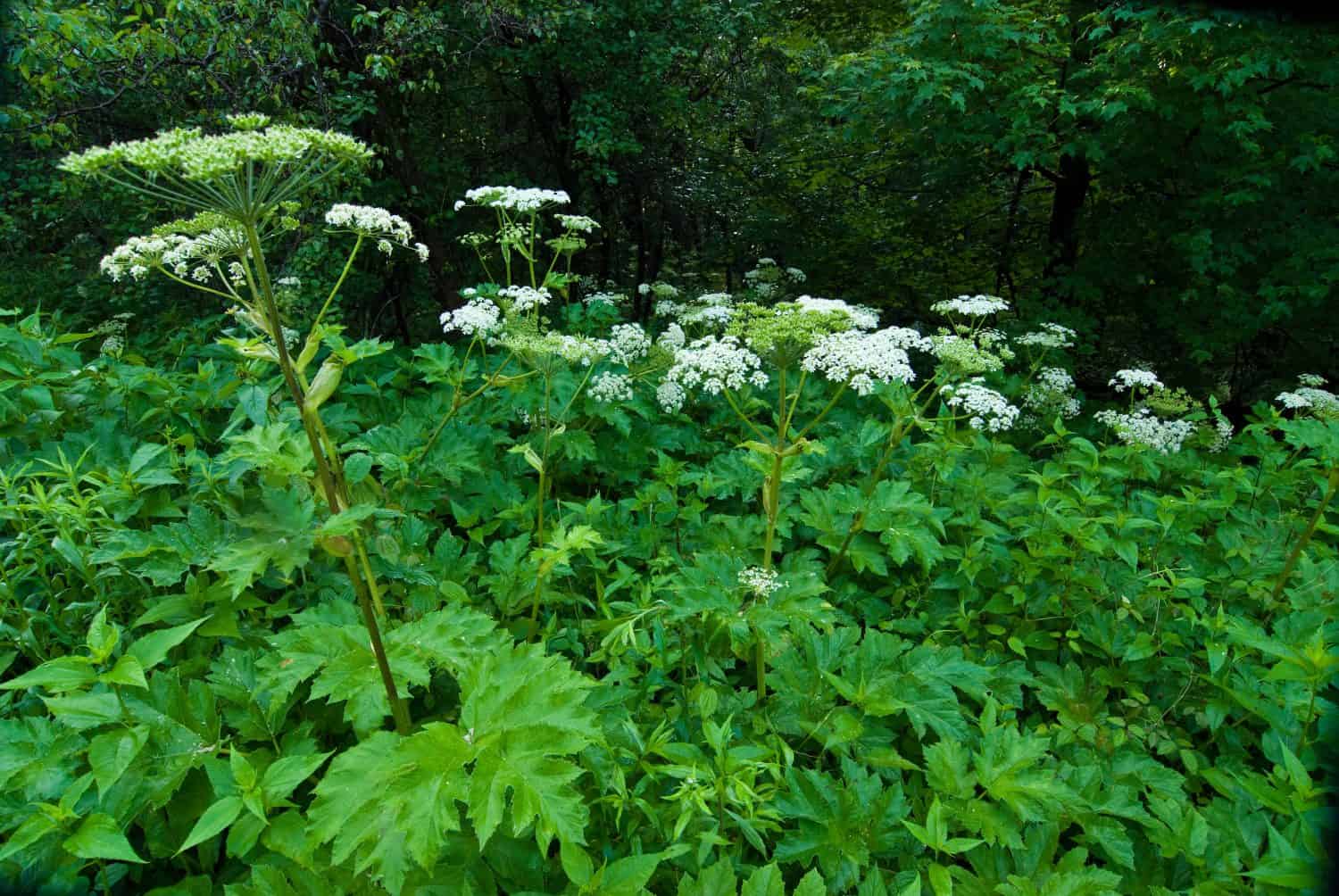 Cow-parsnip (Heracleum maximum) in forest clearing in Shenandoah National Park, Virginia. Only member of the hogweed genus native to North America. Plant reaches more than six feet (3 m) tall.