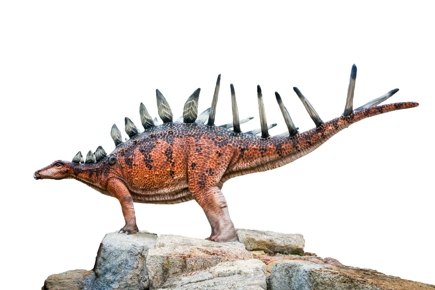 Kentrosaurus is a genus of stegosaurian dinosaur from the Late Jurassic of Tanzania, stand on the stone isolated on white background with clipping path