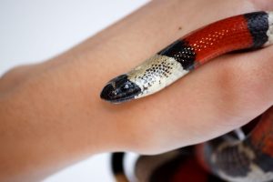 Baby King Snake: 7 Pictures and 7 Incredible Facts Picture