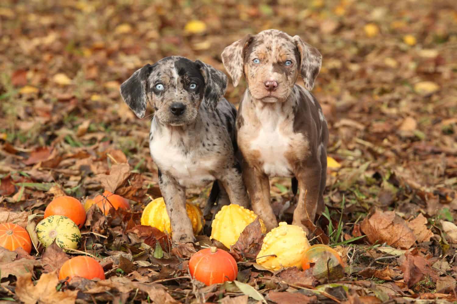 Two Louisiana Catahoula puppies with pumpkins in Autumn