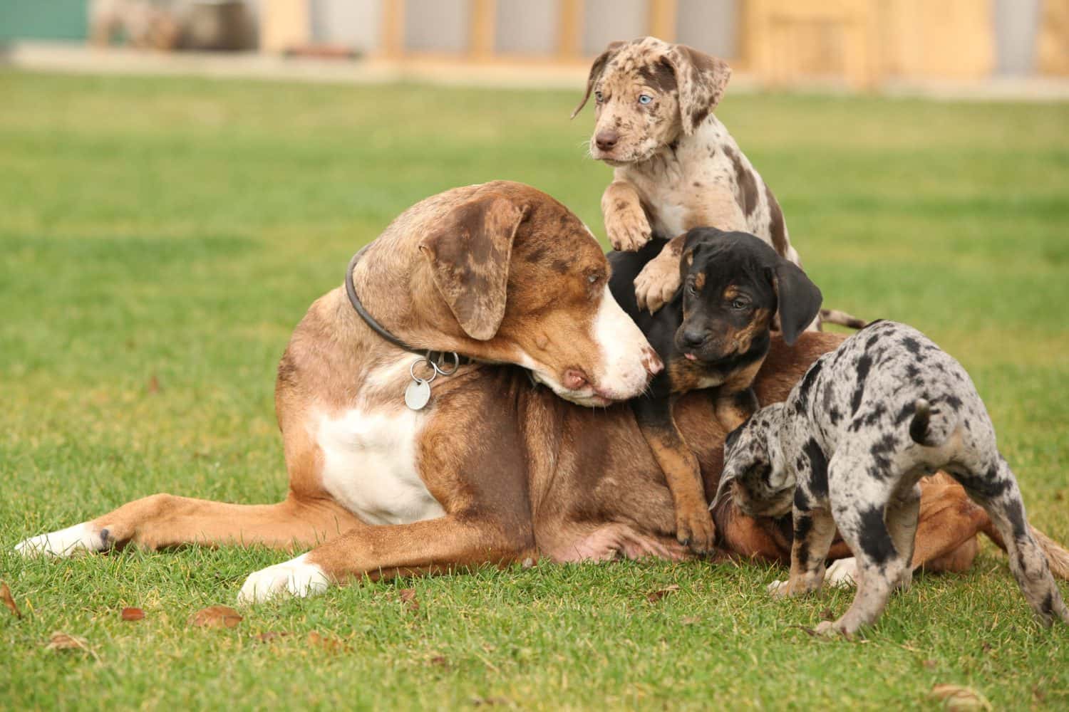 Louisiana Catahoula bitch with puppies on the grass