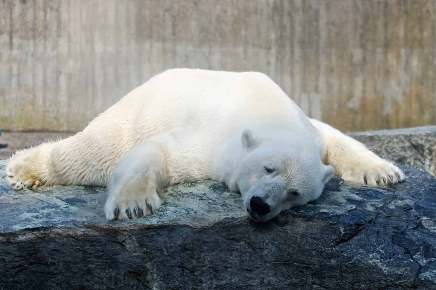 Polar bear splooting in summer