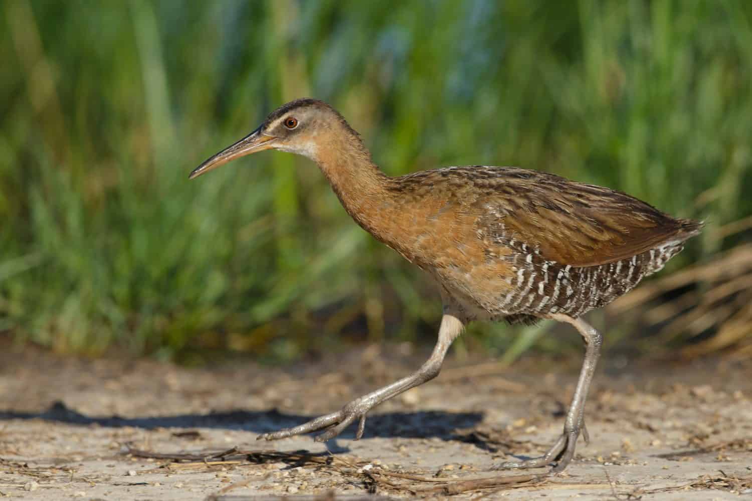 Adult King Rail (Rallus elegans) walking right in the open on the edge of a swamp in Galveston County, Texas, USA.