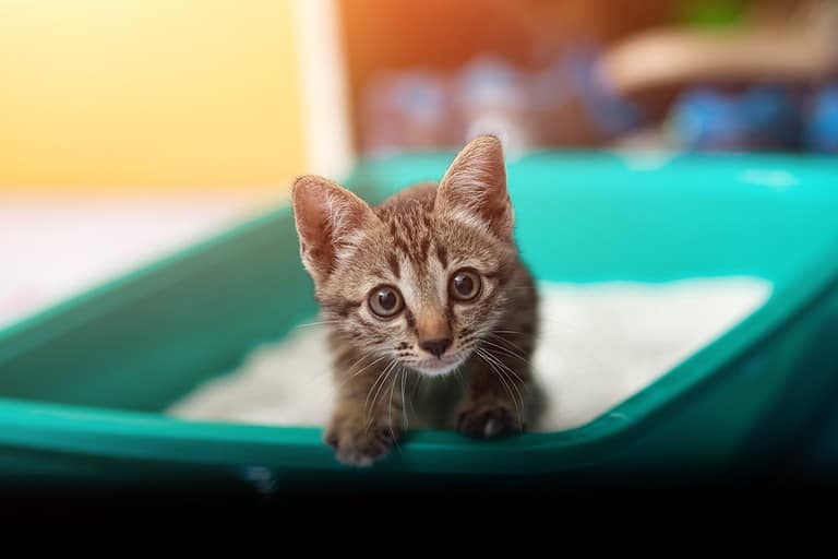 Cute little cat in the sandbox