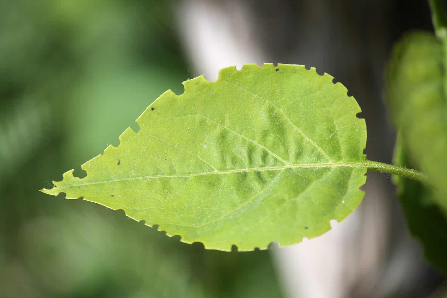 Green lilac leaf eaten by weevil. Weevil feeding damage on foliage of Syringa vulgaris