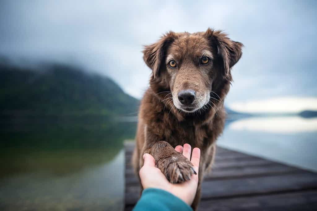 Dog gives human paw. Friendship between man and dog.
