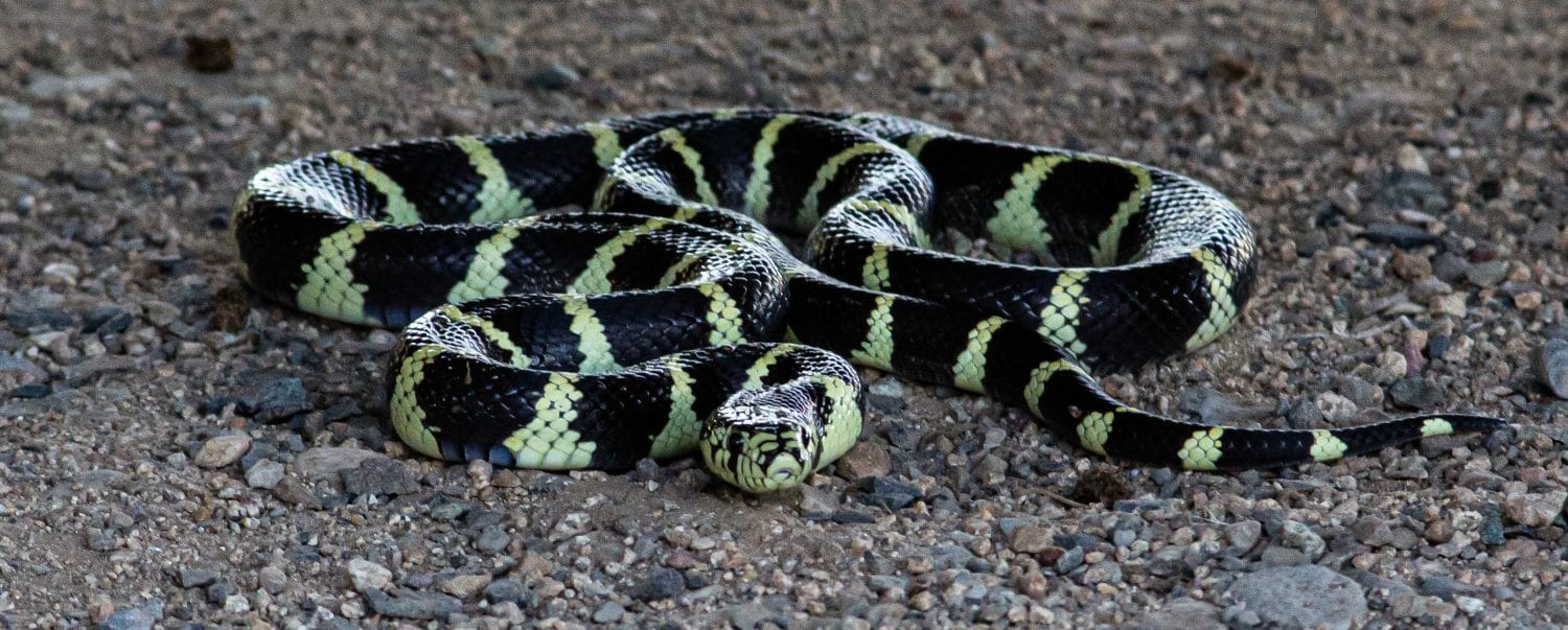 Common King Snake in Arizona coiled and looking at you