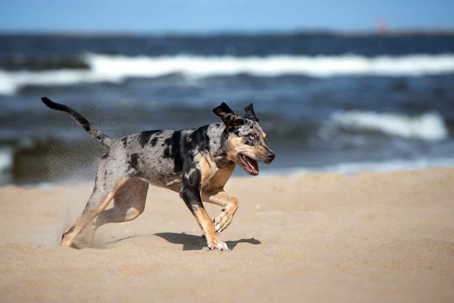 happy young dog running on the beach