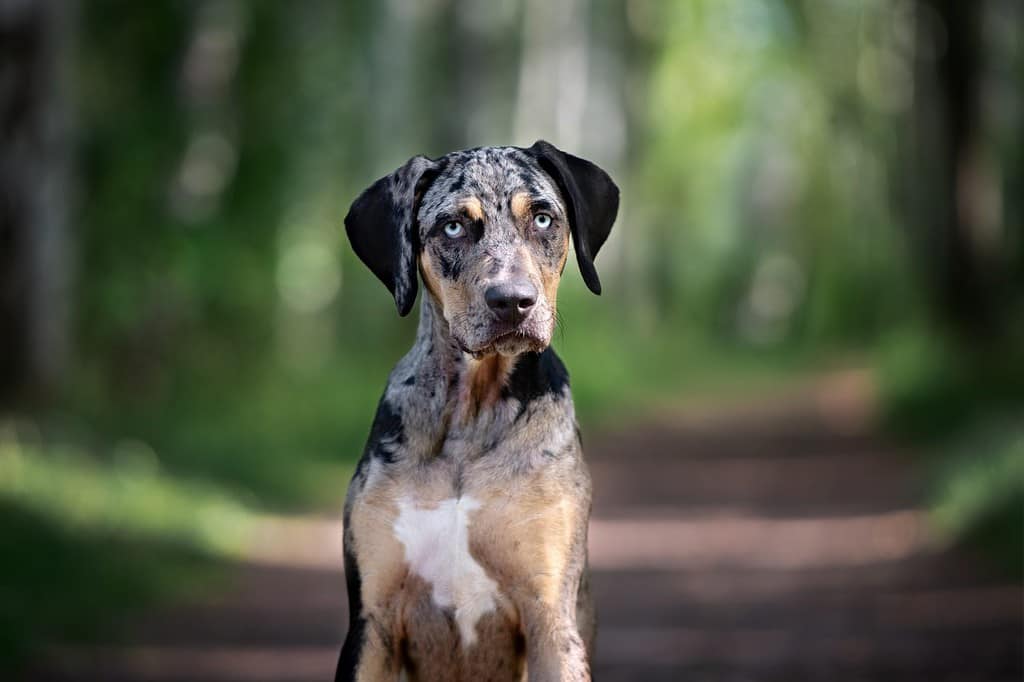 beautiful catahoula leopard dog posing in the forest