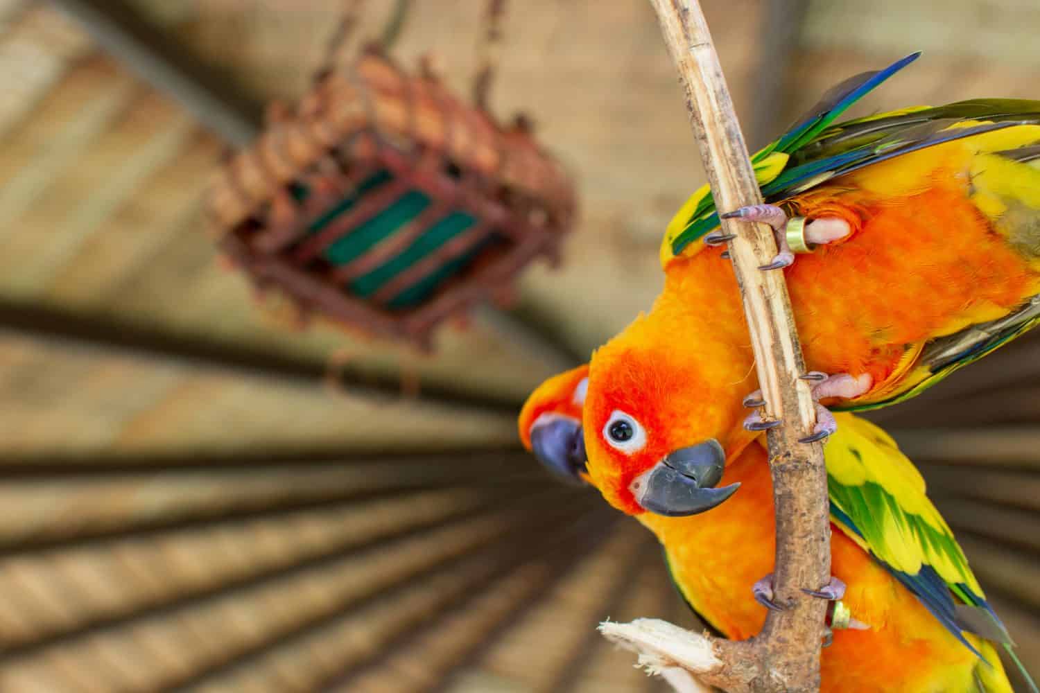 The court parrot ,colorful parrot ,beautiful parrots,sun conure