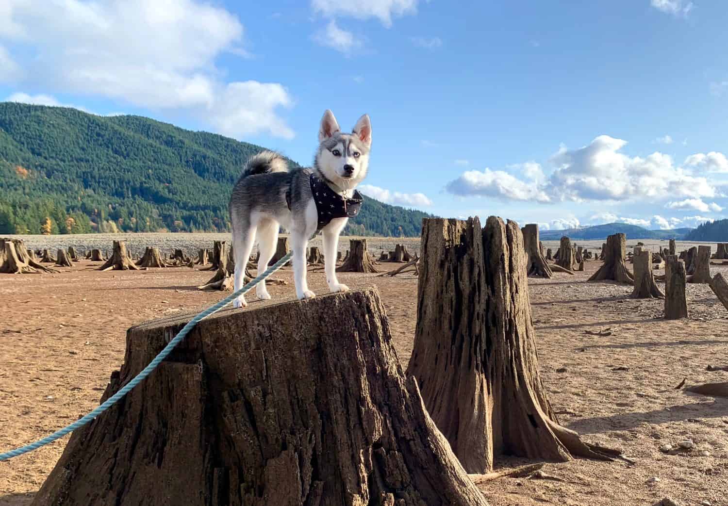 Alaskan Klee Kai (Mini Husky) puppy stands on tree stump in dry lake bed. Lake Cushman / WA / USA.