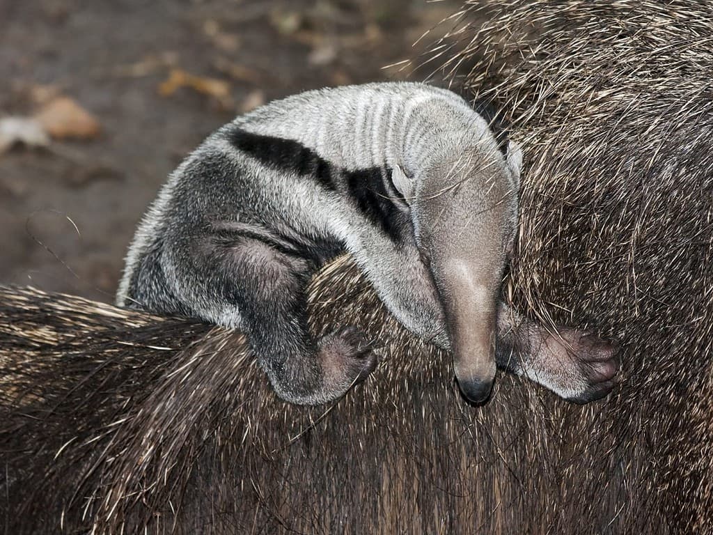 Giant anteater (Myrmecophaga tridactyla) baby