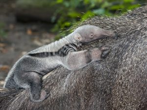 Baby Anteater: 6 Pictures and 6 Incredible Facts Picture