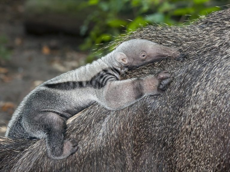 Giant anteater (Myrmecophaga tridactyla) baby