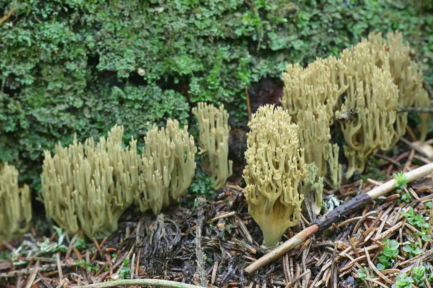 Ramaria abietina, known as the green-staining coral, wild coral fungus from Finland
