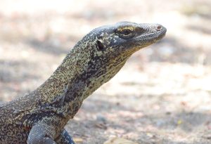 Baby Komodo Dragon: 6 Pictures and 6 Incredible Facts Picture