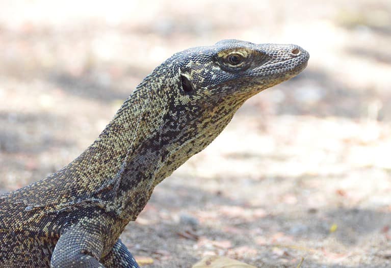 Baby Komodo dragon in Komodo islands